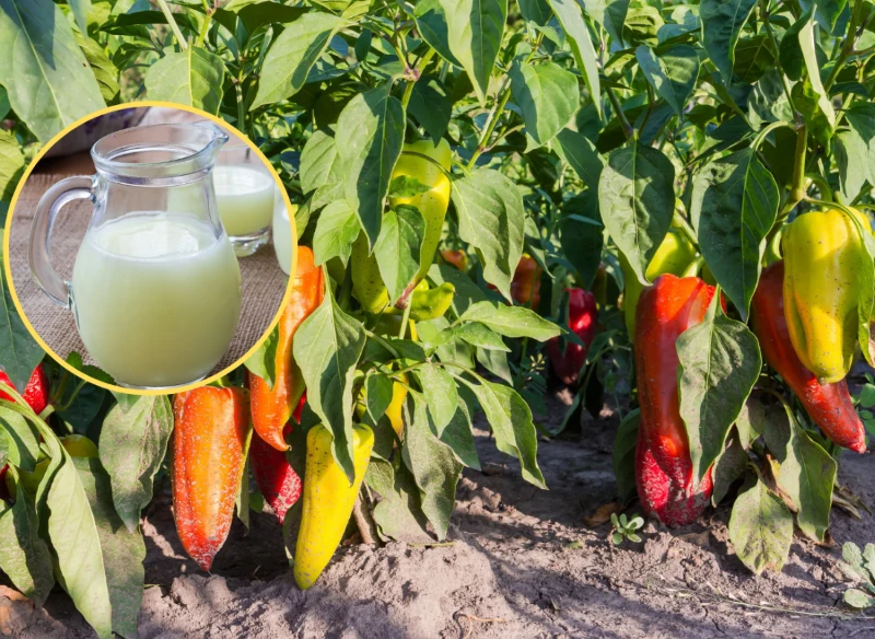 W pielęgnacji papryki bardzo ważne jest regularne nawożenie i podlewanie