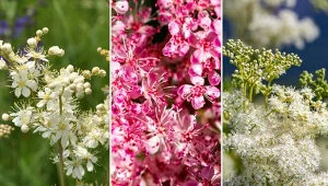 Wiązówka błotna, czerwona, bulwkowata. Jak uprawiać i wykorzystać w ogrodzie?