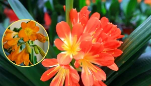 Wyjaśniamy, jak pielęgnować kliwię, by pięknie kwitła.