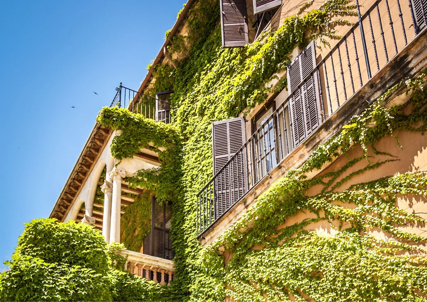 Bluszcz idealnie sprawdzi się na balkonie.