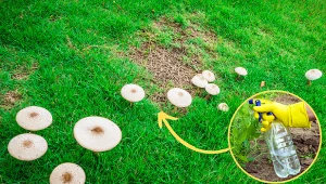 Istnieje kilka sposobów na pozbycie się grzybów na trawniku.