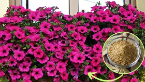 Surfinie będą bujnie kwitły cały sezon, bez mszyc i innych chorób. Z czego zrobić odżywkę do surfinii?