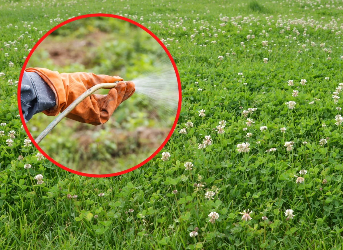 Istnieją opryski, które potrafią skutecznie usunąć koniczynę z trawnika