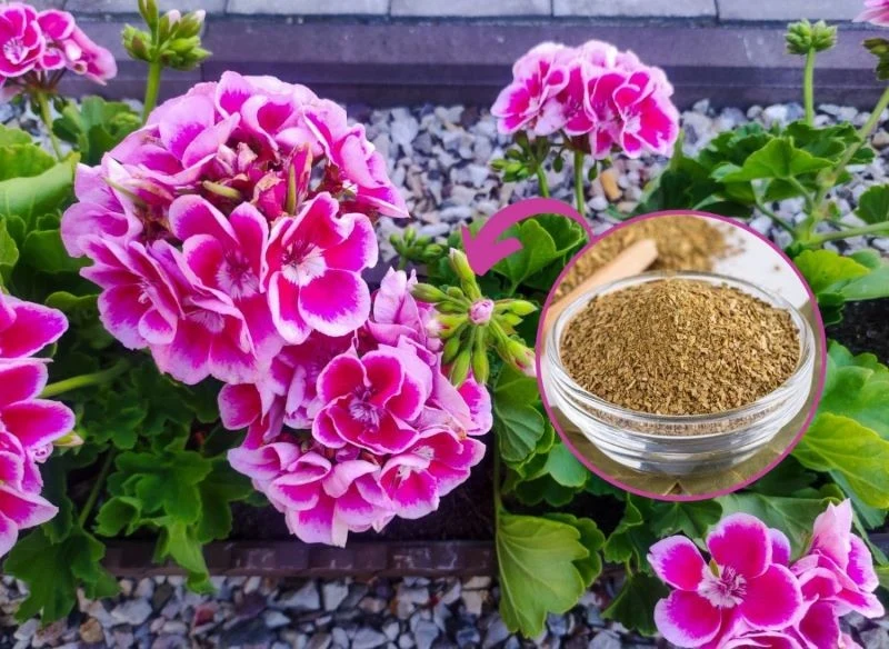 Zrób naturalny nawóz do pelargonii, który sprawi, że rośliny będą bujnie kwitły