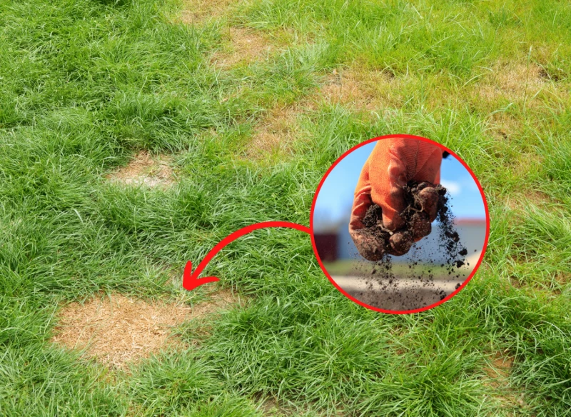 Wyjaśniamy, jak pozbyć się plam i łysych placków na trawniku