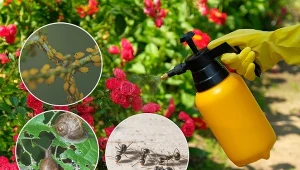 Ślimaki czy mszyce zaatakowały uprawy? Zobacz, jak się ich pozbyć w naturalny sposób.