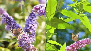 Budleja Dawida dostępna jest w wielu odmianach, wśród których każda osoba znajdzie coś odpowiedniego do swojego ogrodu.