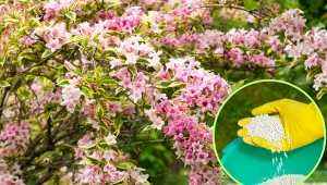 Krzewuszka - jak pobudzić kwitnienie? Uprawa, cięcie, pielęgnacja