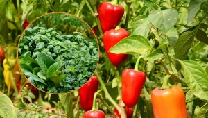 Uprawa i pielęgnacja papryki może sprawiać trudności nawet bardziej doświadczonym ogrodnikom. Fot,123RF.com