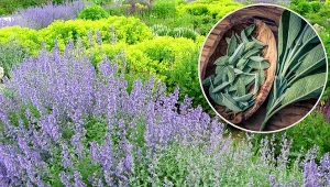 Szałwia dekoruje i leczy.