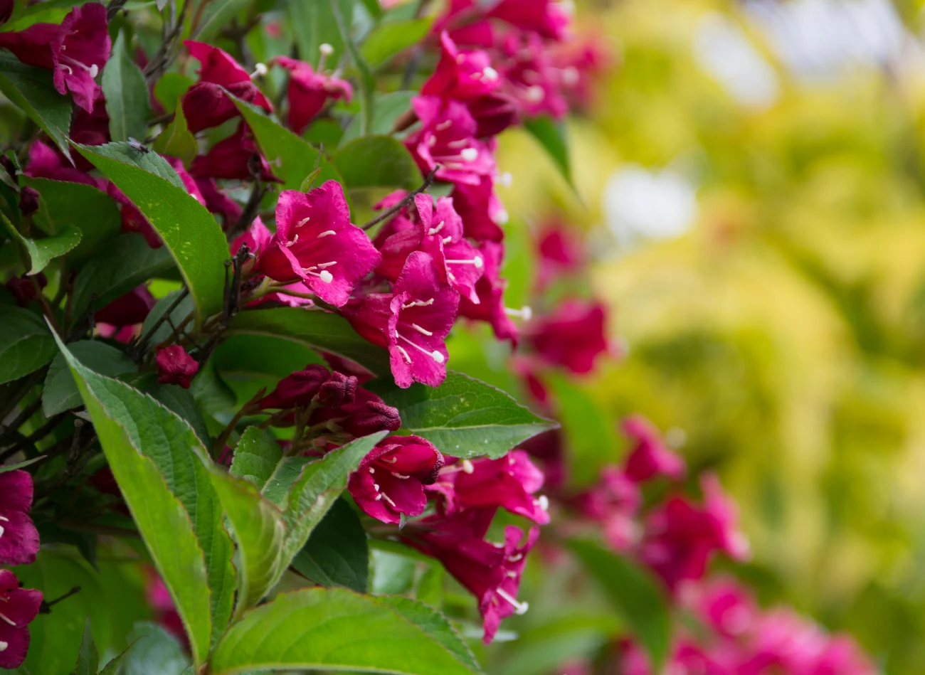 Krzewuszki w zależności od odmiany występują w różnych wariantach kolorystycznych