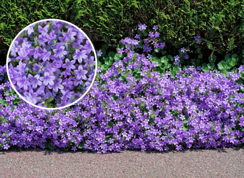 Wyjaśniamy, jak prawidłowo pielęgnować dzwonki dalmatyńskie