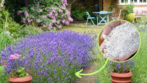 Rozsyp pod krzaczkami lawendy albo w donicy. Najlepszy nawóz na kwitnienie lawendy