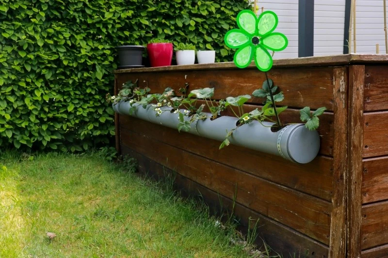 Dzięki uprawie truskawek w rurze przestaniesz martwić się chwastami i szkodnikami