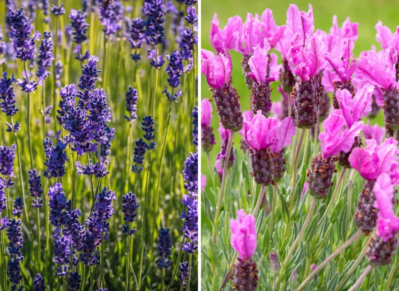 Lawenda wąskolistna i francuska