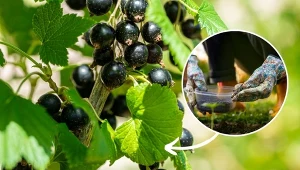 Czym najlepiej nawozić czarną porzeczkę? Rzucaj pod krzaki, a gałązki będą się uginać od owoców