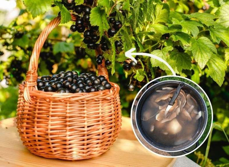 Do nawożenia czarnej porzeczki warto wykorzystać naturalne produkty