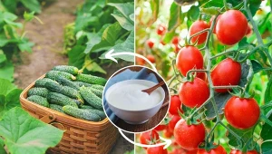 Uprawa pomidorów i ogórków nie jest wymagająca, jednak warto dowiedzieć się, jak o nie właściwie dbać.