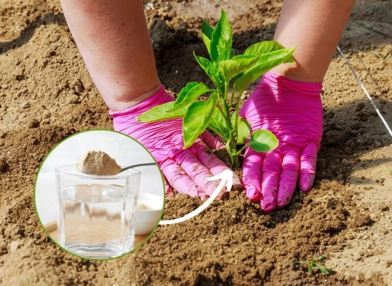 Sprawdzamy naturalne sposoby na nawożenie papryki oraz sposób jej prowadzenia