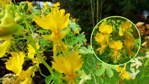 Nasturcja kanaryjska - pnącze o wyjątkowych właściwościach. Uprawa nasturcji kanaryjskiej w ogrodzie i na balkonie