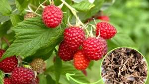 Obierki z ziemniaków pod maliny. Krzaki będą zdrowo rosły, a owoców będzie mnóstwo