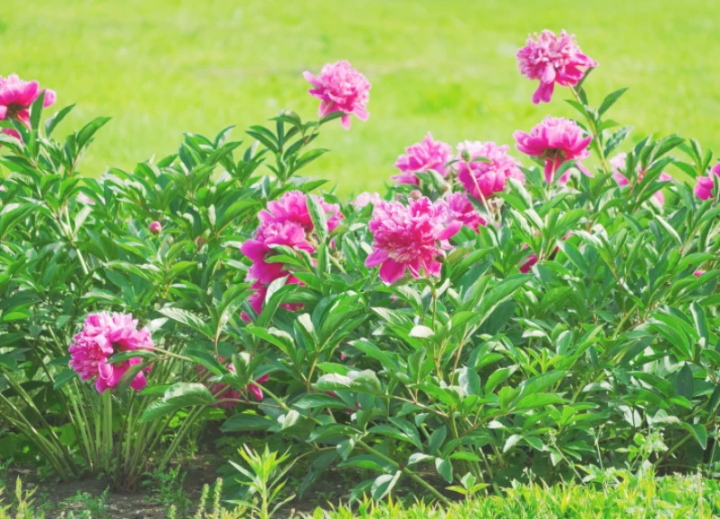 Piwonie należą do roślin wymagających – ich uprawa nie jest więc najłatwiejsza