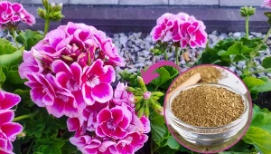 Zrób naturalny nawóz do pelargonii, który sprawi, że rośliny będą bujnie kwitły.