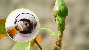 Wyjaśniamy, jak zwalczyć mszyce przy pomocy napoju typu cola.