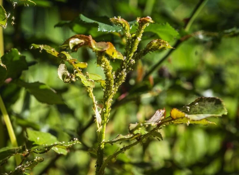 Napój typu cola może być stosowany do zwalczania mszyc