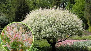 Przycinanie wierzby ozdobnej. Zrób to w terminie i we właściwy sposób, efekty będą imponujące