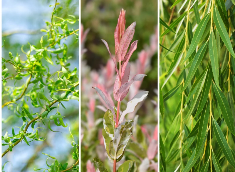 Istnieje wiele gatunków wierzb ozdobnych, które pięknie prezentują się w ogrodach