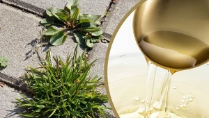 Nie musisz sięgać pod chemię, by pozbyć się chwastów w kostce brukowej.