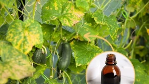 Poznaj domowy sposób na uporczywe szkodniki i różnego rodzaju choroby ogórków.