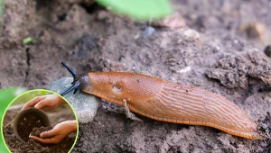 Ślimaki pod ściółką na grządkach. Co zrobić, żeby nie stracić upraw?