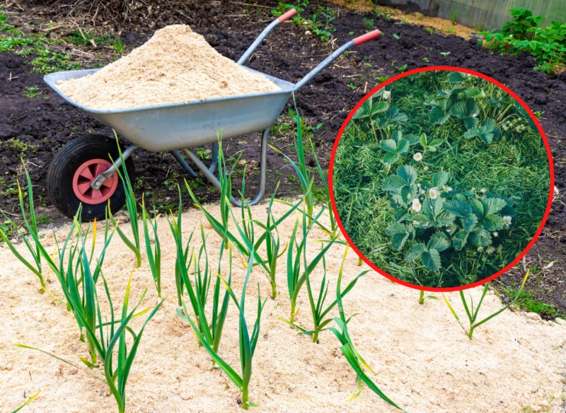 Ściółkowanie zapobiega wyrastaniu chwastów i odparowywaniu wody z podłoża