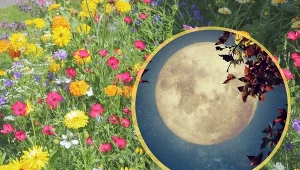 Zaplanuj prace zgodnie z kalendarzem biodynamicznym. Dzięki temu będziesz wiedzieć, jakie obowiązki wykonać każdego dnia i kompleksowo zadbasz o ogród.