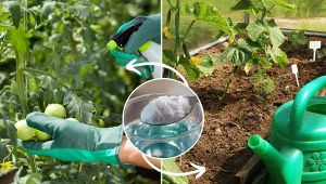 Soda oczyszczona znajduje zastosowanie nie tylko w kuchni, lecz także w ogrodzie.