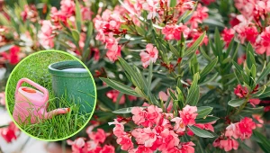 Przycinanie i pielęgnacja oleandra. Pamiętaj o ważnych zabiegach, a oleander będzie długo kwitł