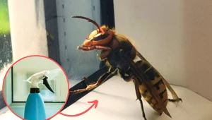 Co wabi szerszenie? Poznaj naturalne sposoby na odstraszanie szerszeni