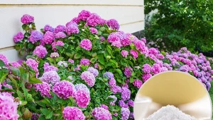 By hortensja bujnie kwitła, potrzebuje kwaśnego podłoża.