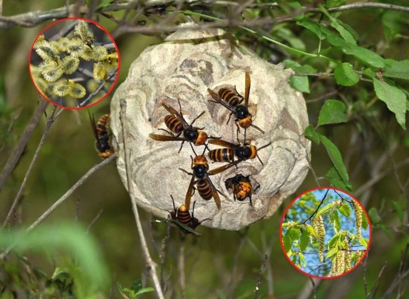 Szerszenie to groźne owady, których ciężko się pozbyć