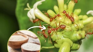 Niestety mrówki w ogrodzie mogą spowodować niemałe spustoszenie.