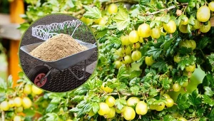 Uprawa agrestu nie jest szczególnie trudna i uciążliwa, jednak trzeba zadbać o kilka rzeczy.