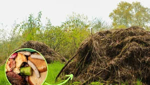 Wyjaśniamy, jak prawidłowo zakładać pryzmę kompostową. Fot. 123RF.com/CanvaPro