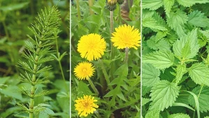 Gnojówka roślinna jest bogata w kluczowe składniki odżywcze.