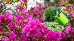 Błędy w uprawie azalii mogą powodować zahamowanie kwitnienia.