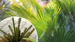 Uprawa waszyngtonii nie jest wymagająca.