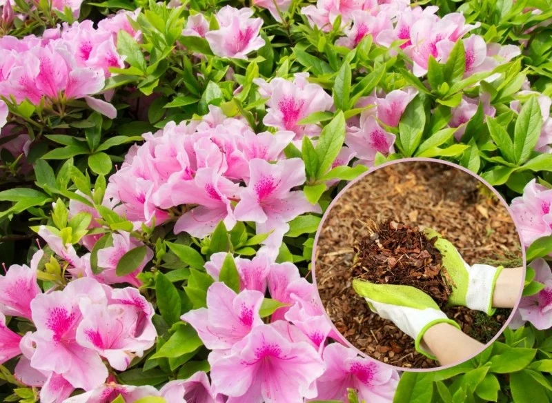 Zadbaj o kilka rzeczy, a będziesz mógł cieszyć się obfitym kwitnieniem azalii