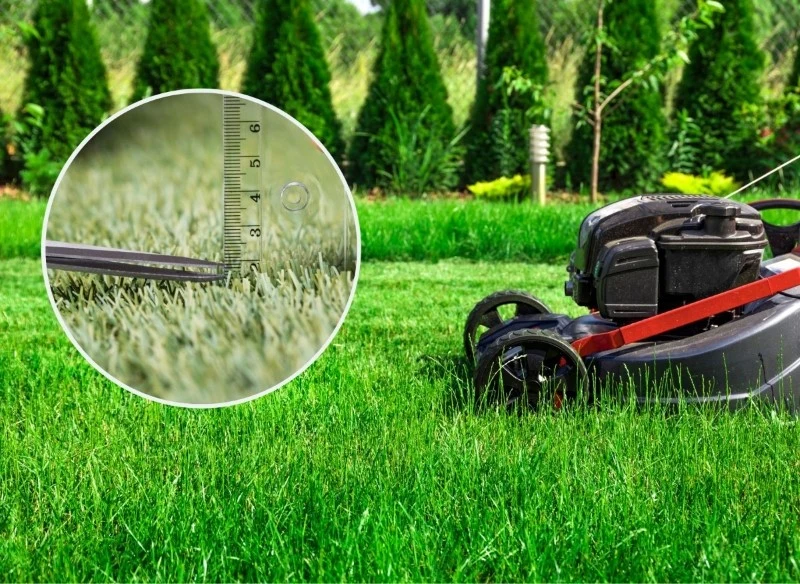Odpowiednie koszenie trawy wpływa na jej rozwój