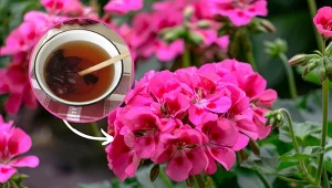 Przygotuj naturalny nawóz do pelargonii, a w mig obsypie się pięknymi kwiatami.